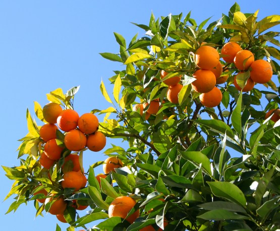 Berry Orange-Tree